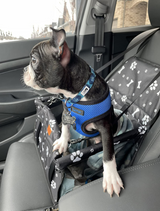 Pets Car Front Seat Booster