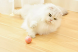 Interactive Cat & Puppies Toy Ball