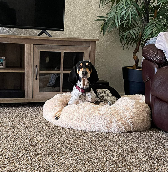 Dog Bed Padded Cushion