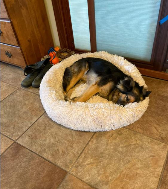 Dog Bed Padded Cushion