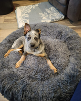 Dog Bed Padded Cushion