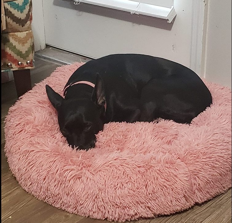 Dog Bed Padded Cushion