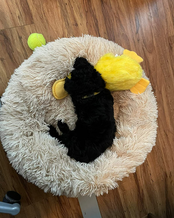 Dog Bed Padded Cushion