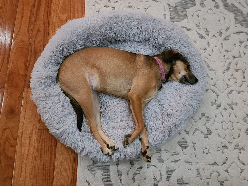 Dog Bed Padded Cushion